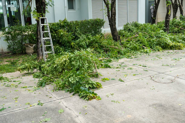 Best Leaf Removal  in Wakefield, NE