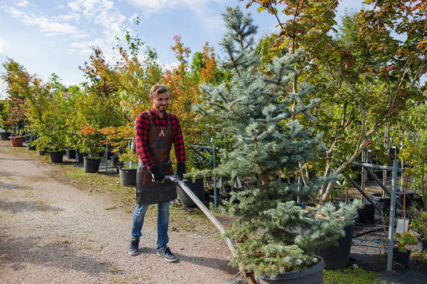 Professional Tree Removal in Wakefield, NE